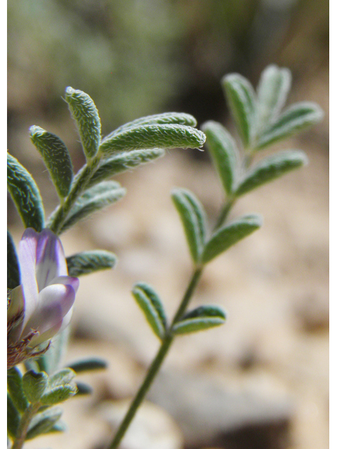 Astragalus nuttallianus var. austrinus (Smallflowered milkvetch) #80810
