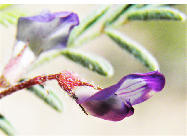 Astragalus nuttallianus var. austrinus (Smallflowered milkvetch) #80811