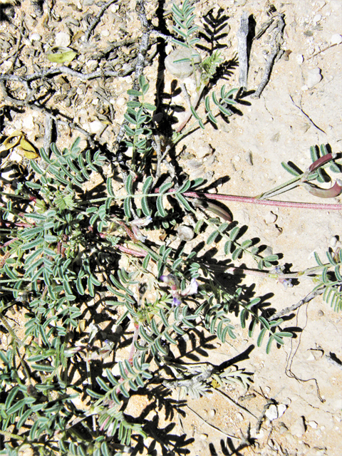 Astragalus nuttallianus var. austrinus (Smallflowered milkvetch) #80813