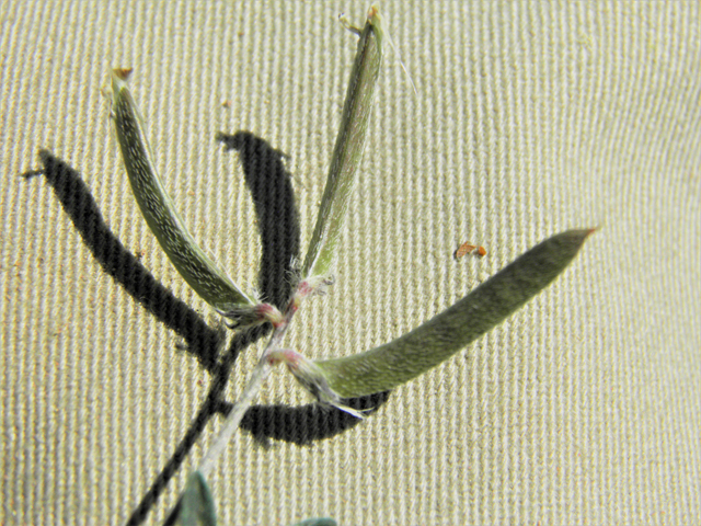 Astragalus nuttallianus var. austrinus (Smallflowered milkvetch) #80814
