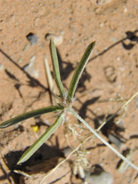 Astragalus nuttallianus var. austrinus (Smallflowered milkvetch) #80816