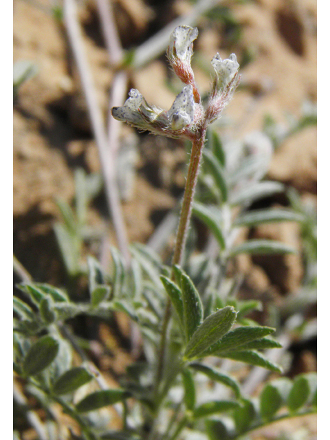 Astragalus nuttallianus var. austrinus (Smallflowered milkvetch) #80817