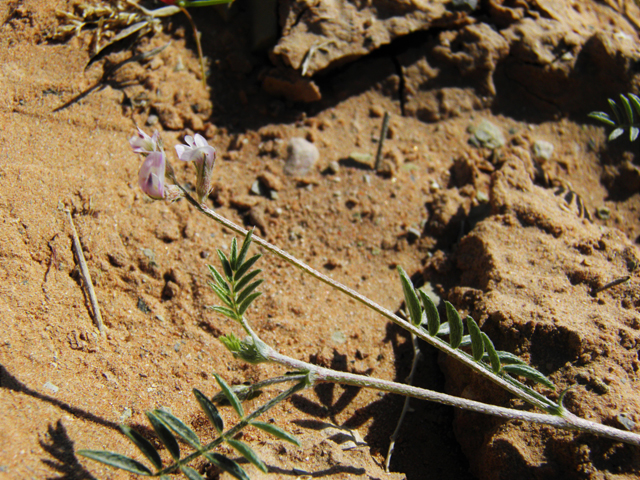 Astragalus nuttallianus var. austrinus (Smallflowered milkvetch) #80818