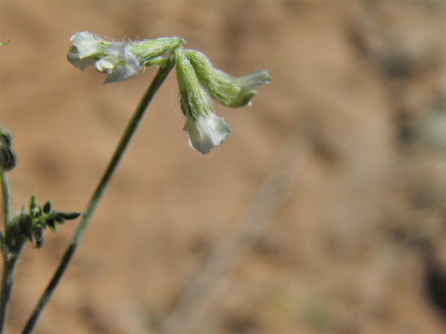 Astragalus nuttallianus var. austrinus (Smallflowered milkvetch) #80819