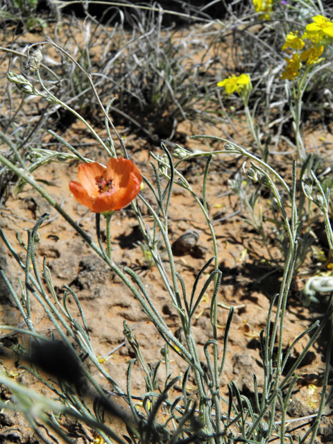 Sphaeralcea leptophylla (Scaly globemallow) #80936