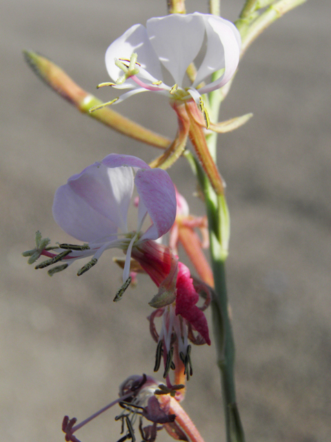 Oenothera suffulta ssp. nealleyi (Nealley's kisses) #80960
