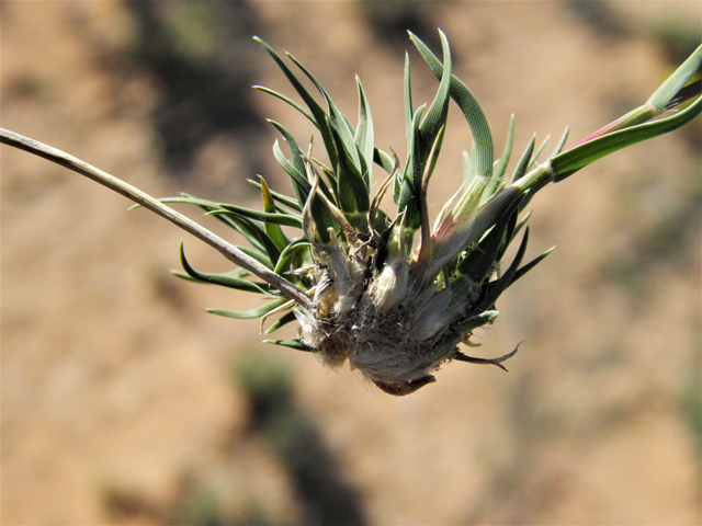 Hilaria belangeri (Curly mesquite grass) #80990