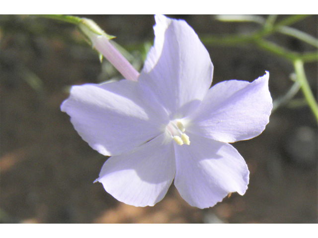Ipomopsis longiflora (Flaxflowered ipomopsis) #81004