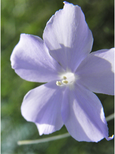 Ipomopsis longiflora (Flaxflowered ipomopsis) #81005