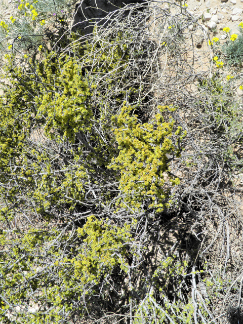 Condalia ericoides (Javelina bush) #81100