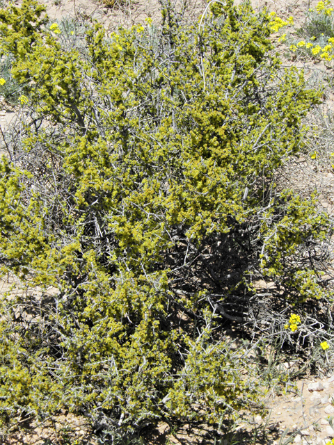 Condalia ericoides (Javelina bush) #81108