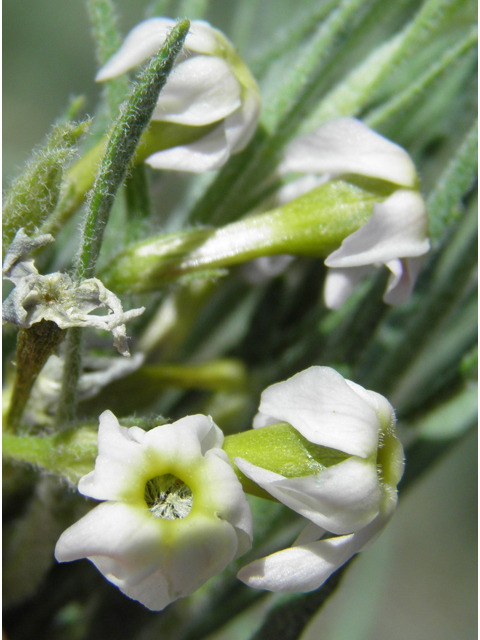 Amsonia tomentosa var. stenophylla (Woolly bluestar) #81154