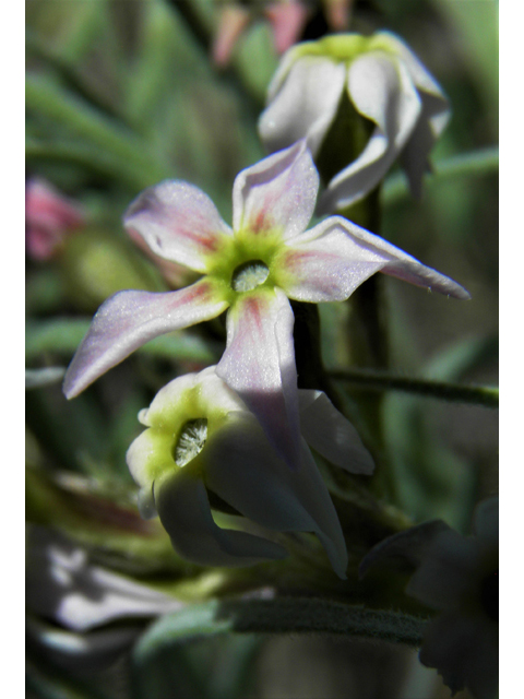 Amsonia tomentosa var. stenophylla (Woolly bluestar) #81155