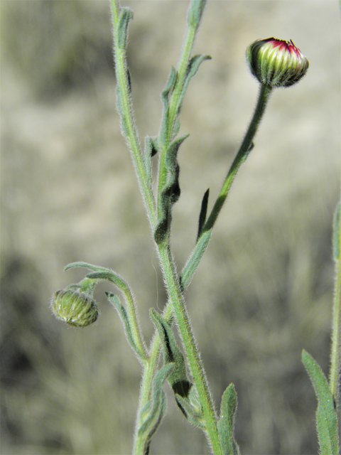 Aphanostephus ramosissimus (Plains dozedaisy) #81178