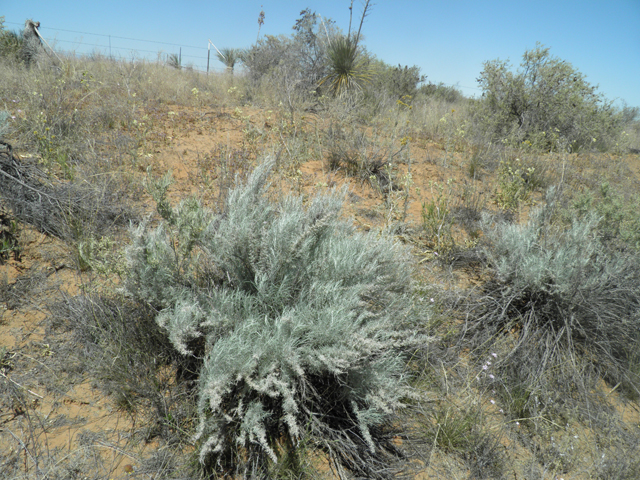 Artemisia filifolia (Sand sagebrush) #81184