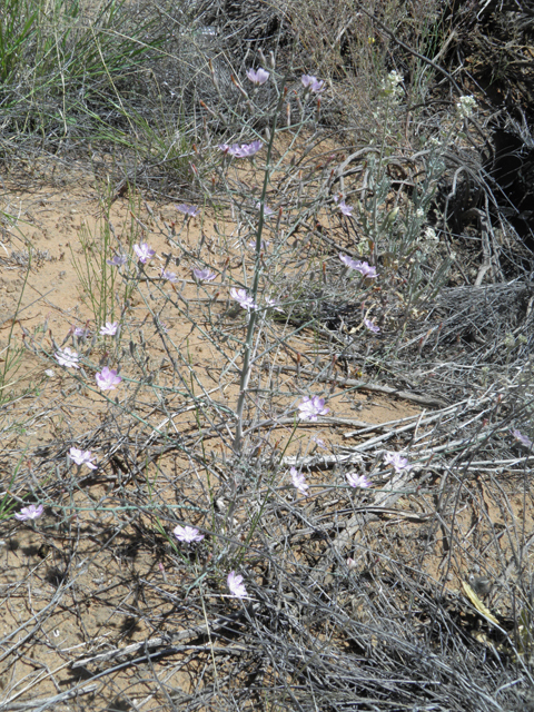Stephanomeria exigua (Small wirelettuce) #81264
