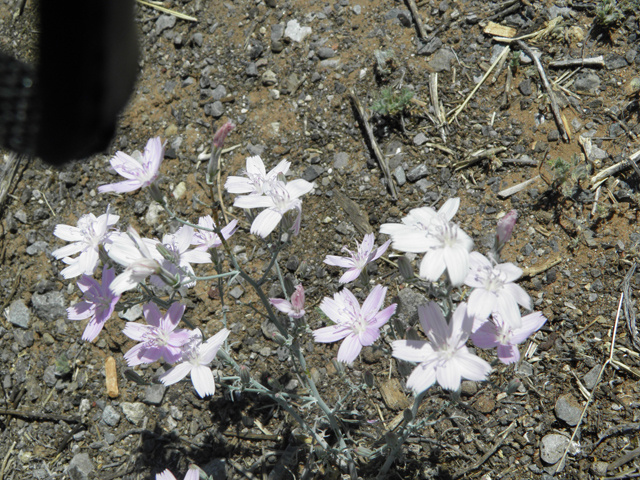 Stephanomeria exigua (Small wirelettuce) #81285