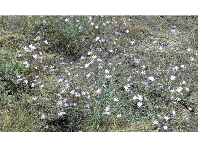 Stephanomeria exigua (Small wirelettuce) #81287