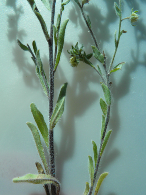 Lappula occidentalis var. cupulata (Flatspine stickseed) #81296