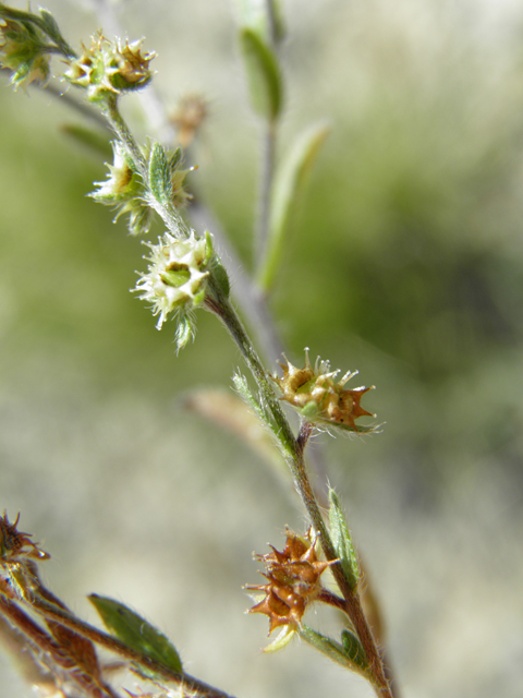 Lappula occidentalis var. cupulata (Flatspine stickseed) #81297