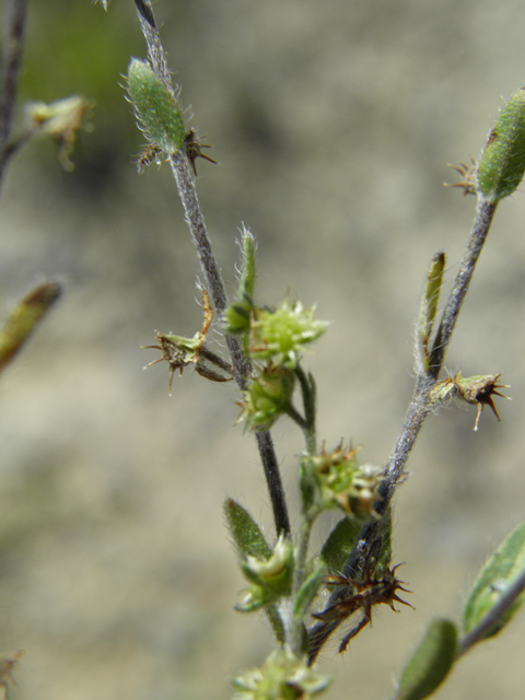 Lappula occidentalis var. cupulata (Flatspine stickseed) #81298