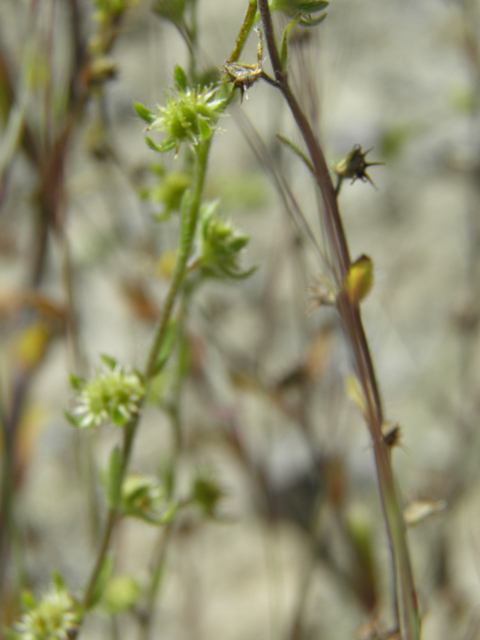 Lappula occidentalis var. cupulata (Flatspine stickseed) #81300