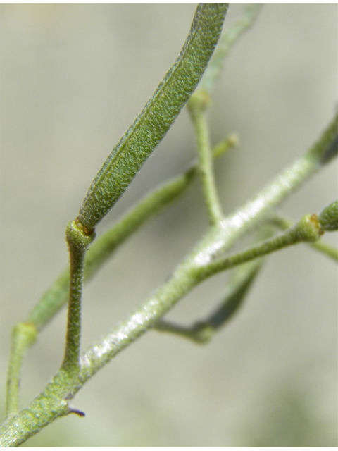 Nerisyrenia linearifolia (White sands fanmustard) #81342