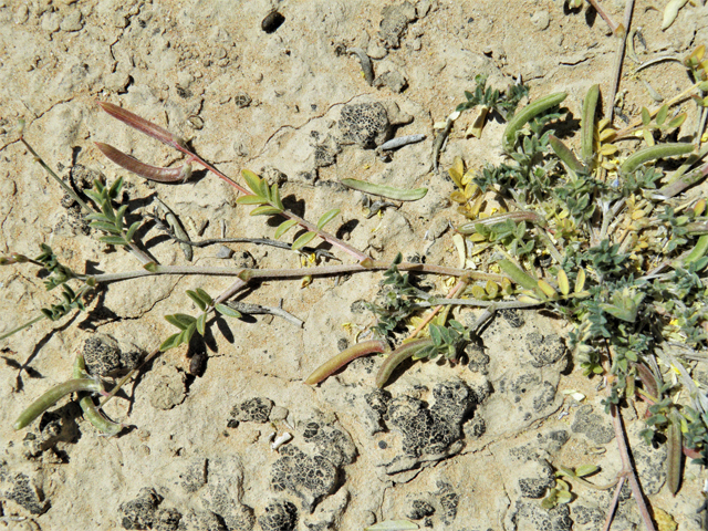 Astragalus nuttallianus var. austrinus (Smallflowered milkvetch) #81386