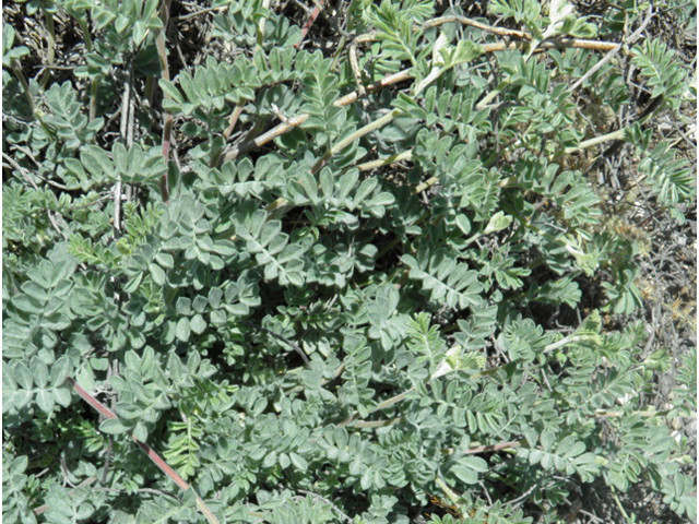 Dalea lanata (Woolly prairie clover) #81388