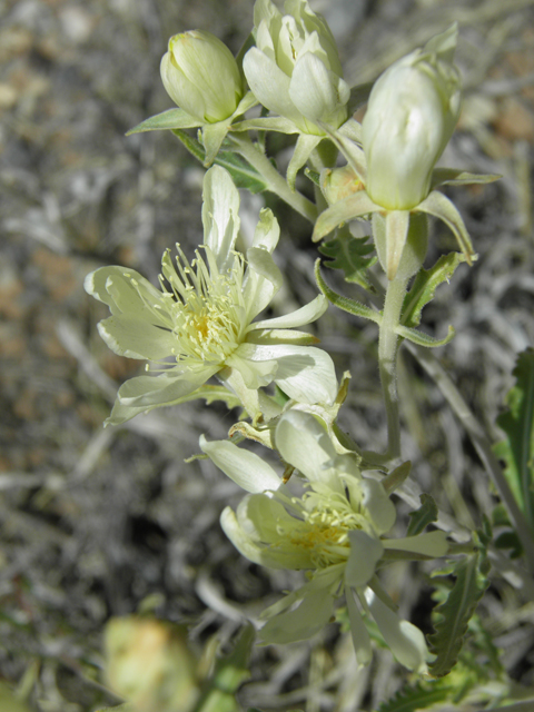 Mentzelia multiflora (Adonis blazingstar) #81392