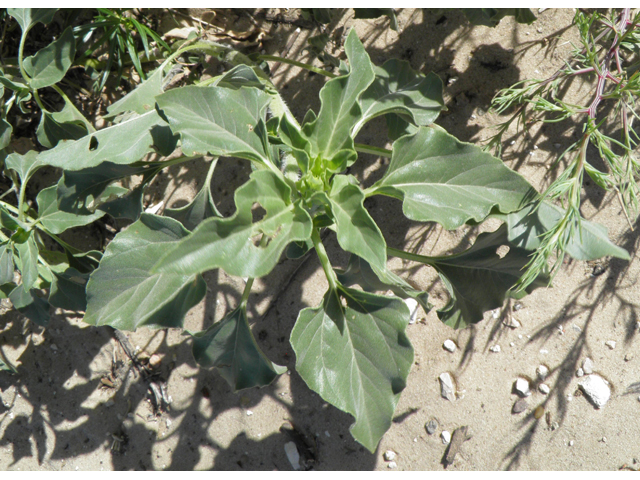 Helianthus petiolaris (Prairie sunflower) #81471