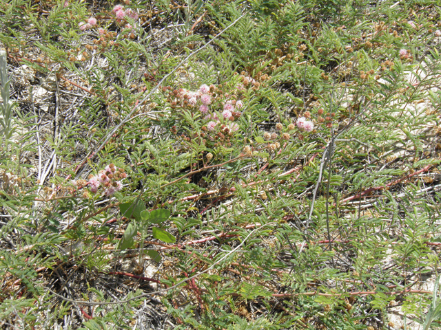Mimosa rupertiana (Eastern sensitive plant) #81532