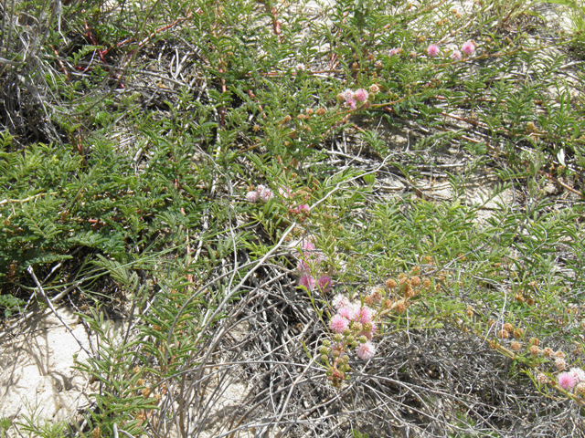 Mimosa rupertiana (Eastern sensitive plant) #81540