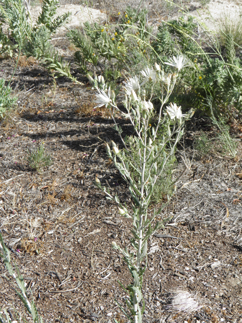 Mentzelia strictissima (Grassland blazingstar) #81569