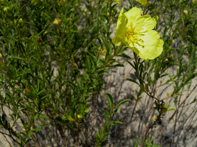 Calylophus tubicula (Texas sundrops) #81576