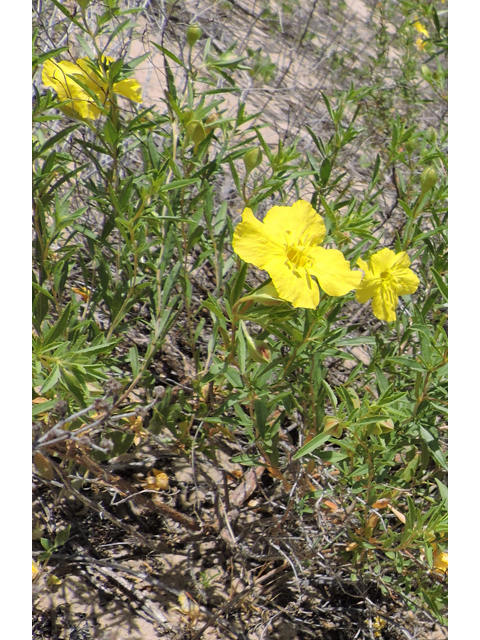 Calylophus tubicula (Texas sundrops) #81582