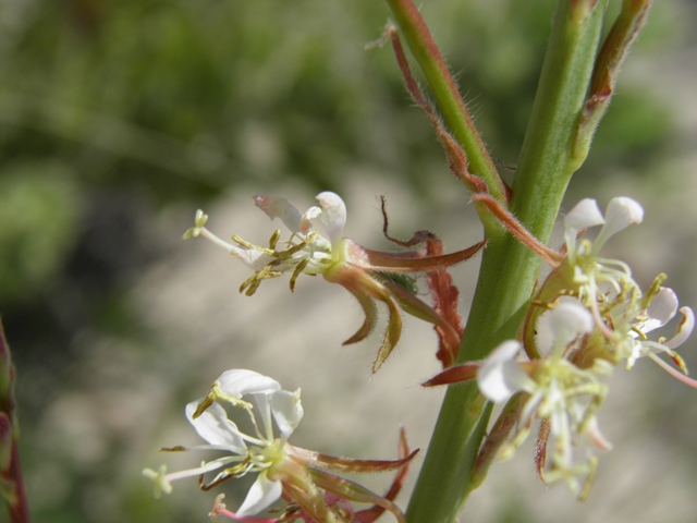 Oenothera cinerea ssp. cinerea (High-plains beeblossom) #81588