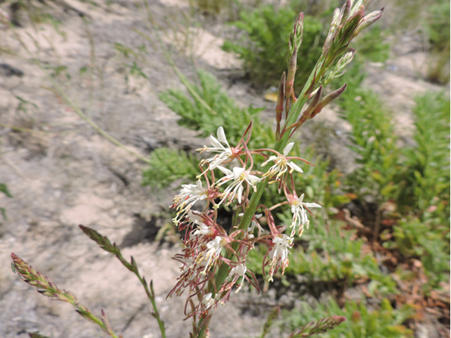 Oenothera cinerea ssp. cinerea (High-plains beeblossom) #81589