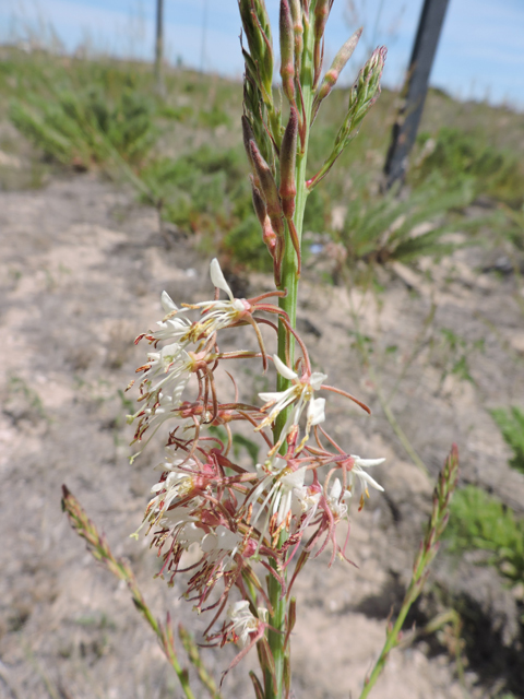 Oenothera cinerea ssp. cinerea (High-plains beeblossom) #81590