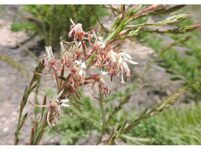 Oenothera cinerea ssp. cinerea (High-plains beeblossom) #81591