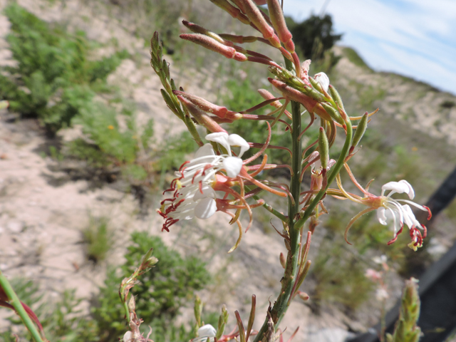 Oenothera cinerea ssp. cinerea (High-plains beeblossom) #81594
