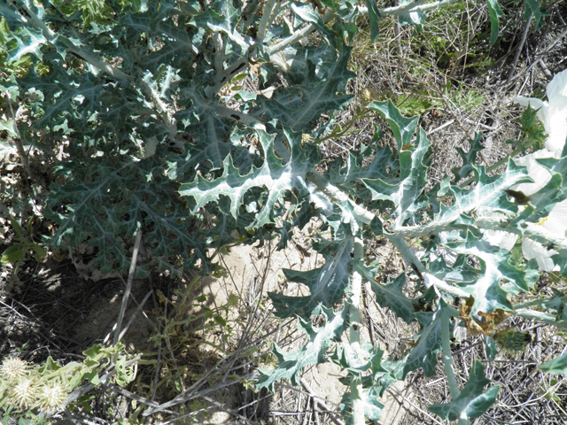 Argemone polyanthemos (Crested pricklypoppy) #81600