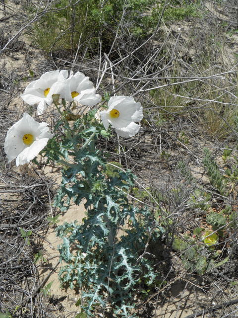 Argemone polyanthemos (Crested pricklypoppy) #81604