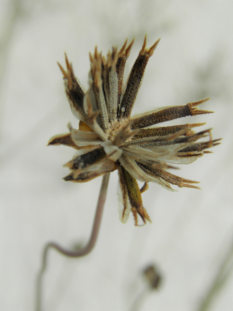 Thelesperma megapotamicum (Hopi tea greenthread) #81623