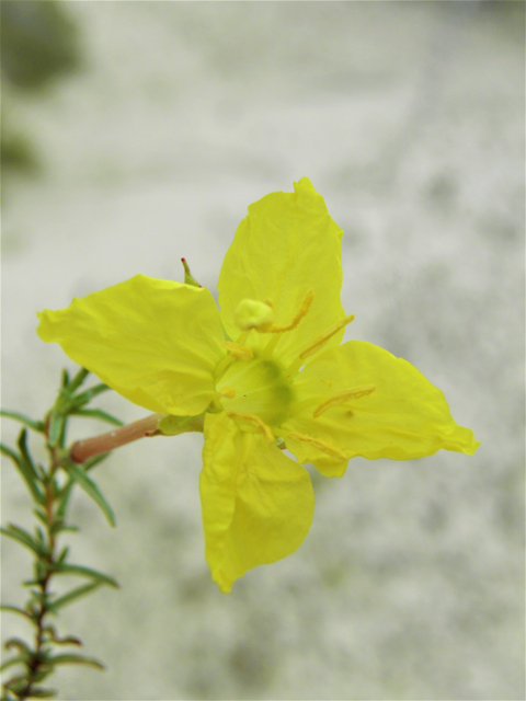Calylophus hartwegii ssp. filifolius (Hartweg's sundrops) #81689