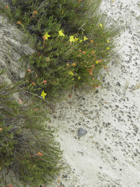 Calylophus hartwegii ssp. filifolius (Hartweg's sundrops) #81693
