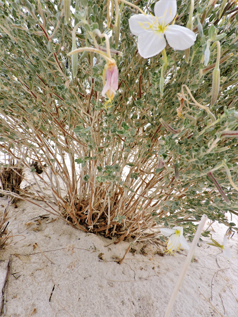 Oenothera pallida (Pale evening-primrose) #81696