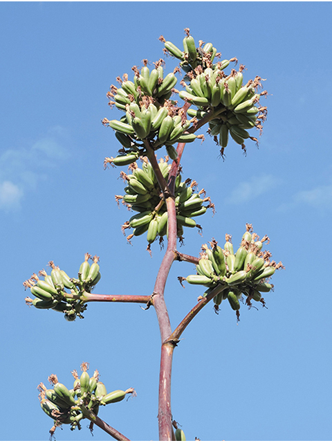 Agave palmeri (Palmer's century plant) #81736