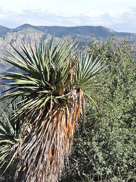 Yucca madrensis (Mountain yucca) #81740
