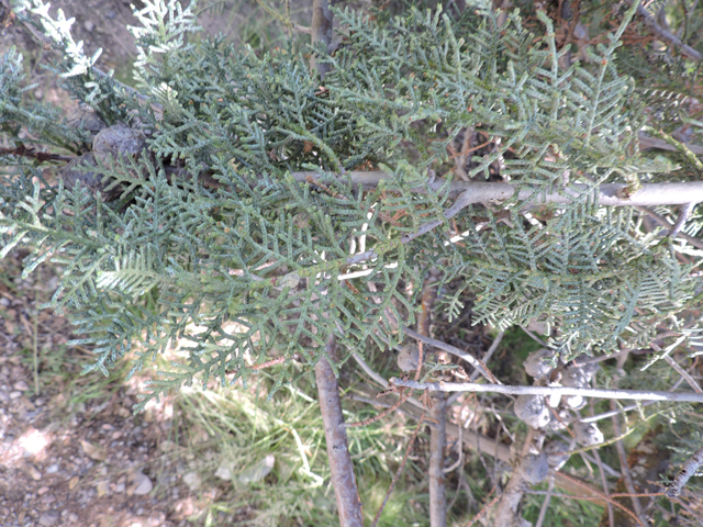 Hesperocyparis arizonica (Arizona cypress) #81838